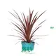 Cordyline Red Star Tray Plant: High-Tech Wholesale Import 1