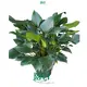 Homalomena Tissue Culture Tray Plant - Efficient & Affordable 1