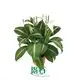 Spathiphyllum Tissue Culture Wholesale with Strong Technological Expertise 1