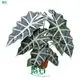 Alocasia Dewarf Amazonica Live Plantlets - Latest Technology, Wholesale Focus 1