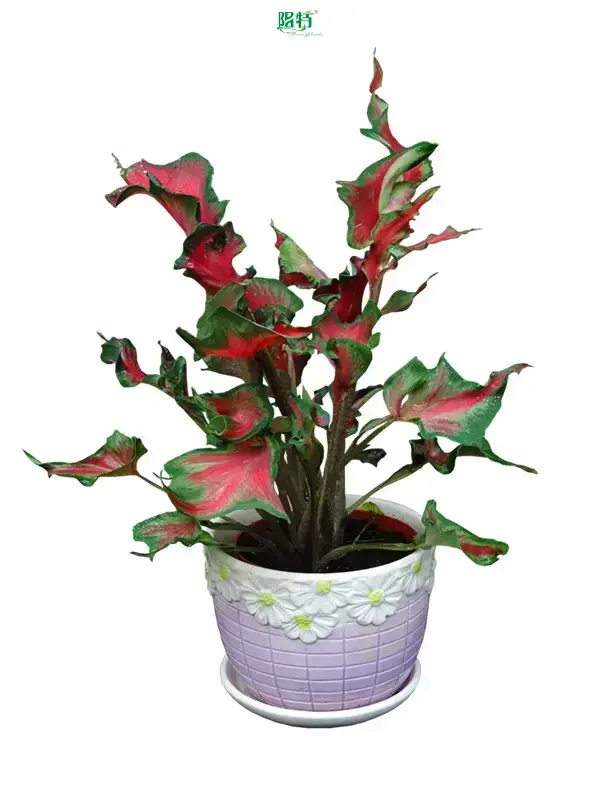 Caladium Samba: Advanced Technology Natural Tissue Culture 1