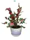Caladium Samba: Advanced Technology Natural Tissue Culture 1