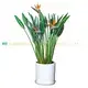 Strelitzia White Flower Plant Seeds - Foshan Youngplants 1