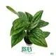 Monstera 'Jade Shuttlecock' Tissue Culture Plant - Quality & Support 1