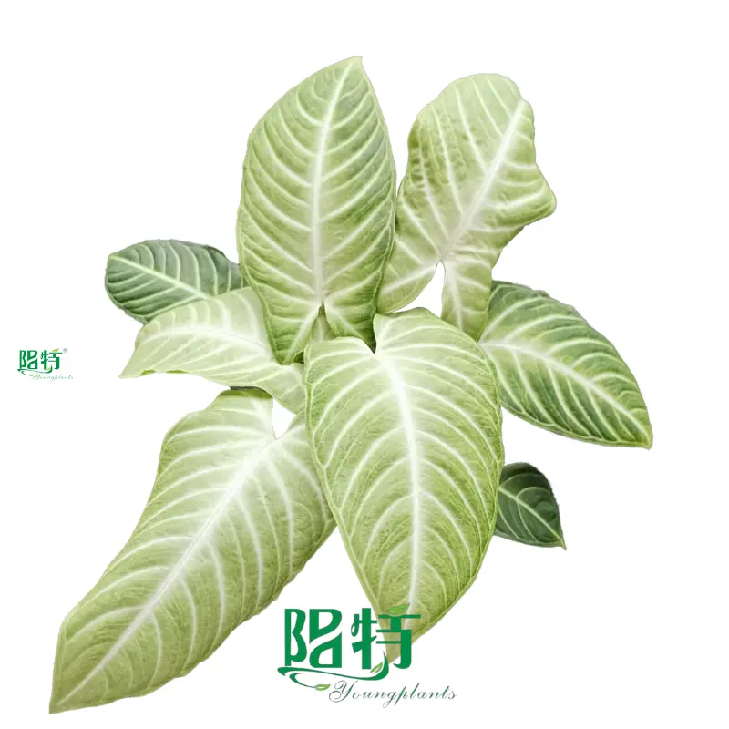 Xanthosoma lindenii 'Mint' - Tropical Ornamental Plant 1