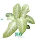 Xanthosoma lindenii 'Mint' - Tropical Ornamental Plant 1