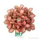 Pink Fittonia with White Veins - Tropical Indoor Plant 1