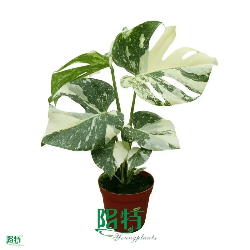 Variegated Monstera Thai Constellation - Wholesale Tissue Culture Plant 1