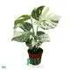Variegated Monstera Thai Constellation - Wholesale Tissue Culture Plant 1