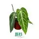 Anthurium Villenaorum Tissue Culture Plants - Consistent Quality & Health 1