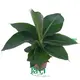 Musa Banana Plant - Strong Technology for Natural Growth 1
