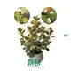 Mistletoe Fig - Special Leaves and Figs, by Foshan Youngplants 1