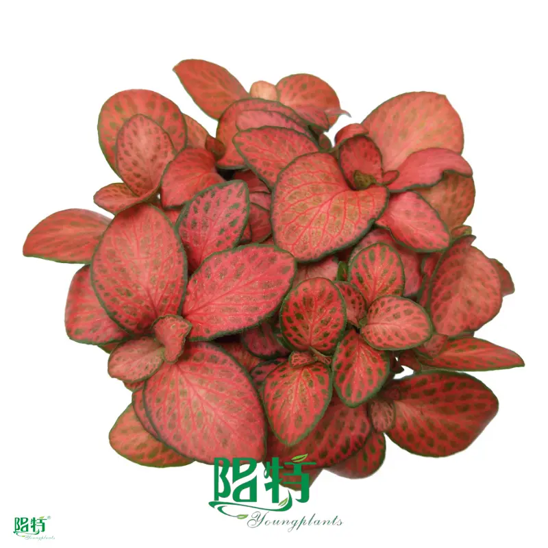 Beautiful Fittonia Red Cloud Indoor Plants 1