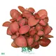 Beautiful Fittonia Red Cloud Indoor Plants 1