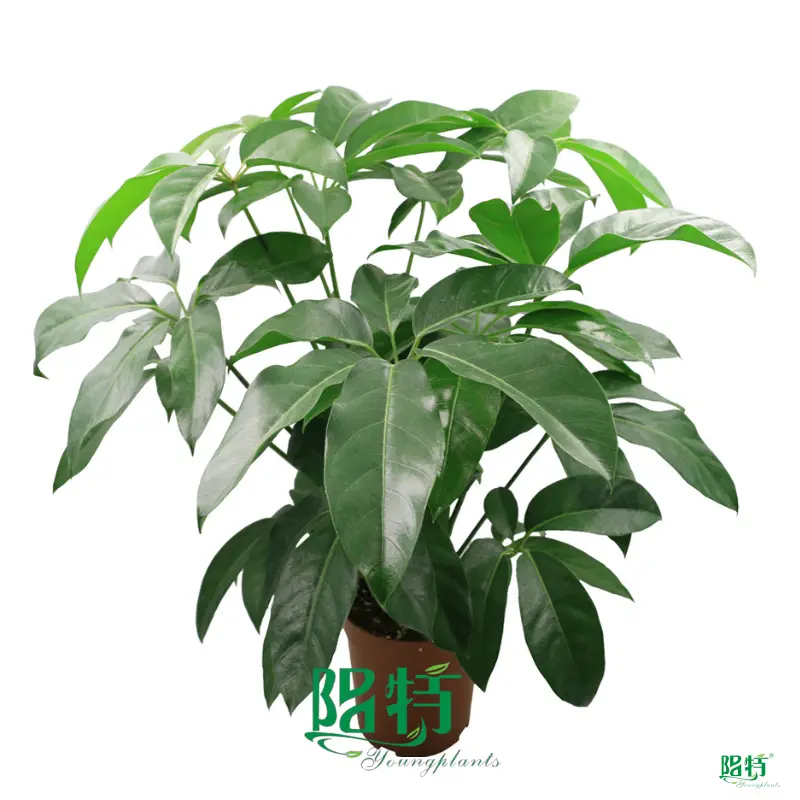 Schefflera Trinette - Advanced Technology Indoor Plants 1