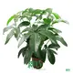 Schefflera Trinette - Advanced Technology Indoor Plants 1