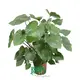 Homalomena Tissue Culture Tray Plant - Efficient Services & Quality 1