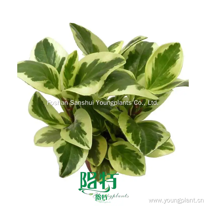 Peperomia Plant: Wholesale Import From China 1