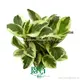 Peperomia Plant: Wholesale Import From China 1