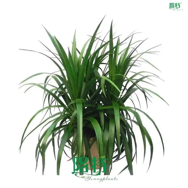 Wholesale Dracaena Gold Cord Plants - Care Support & Certified Import 1