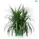 Wholesale Dracaena Gold Cord Plants - Care Support & Certified Import 1