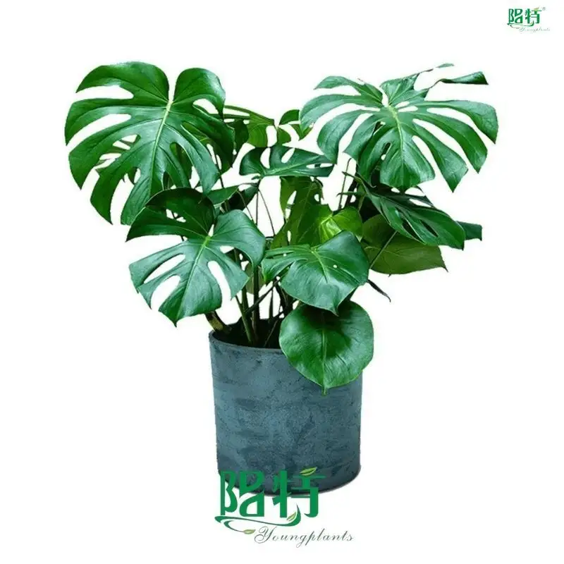 Monstera Plants: Wholesale Tissue Culture, High Quality & Support 1