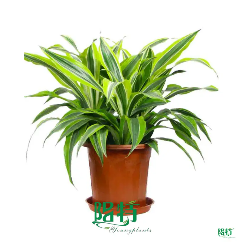 Dracaena Gold Cord Plants: Wholesale Import from China1 1