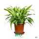 Dracaena Gold Cord Plants: Wholesale Import from China1 1