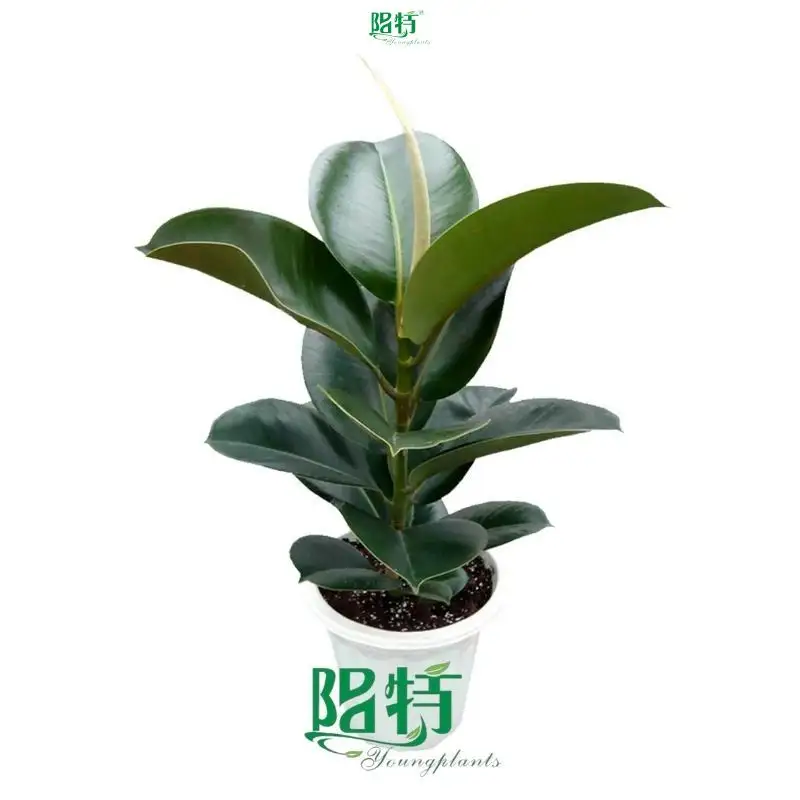 Variegated Ficus elastica 'Sofia' - Easy Care Rubber Tree Bonsai 1