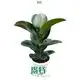 Variegated Ficus elastica 'Sofia' - Easy Care Rubber Tree Bonsai 1