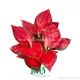 Xanthosoma: Mature Live Plant for Flower & Gardening 1