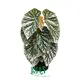 Wholesale Begonia Rex Plants - Colorful and Trendy 1