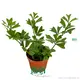 Unique Emarginate Heart-Shaped Schefflera from Sri Lanka 1
