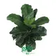 Ficus Lyrata 'Square' Variegated Bonsai Tree - Premium Quality Plants 1
