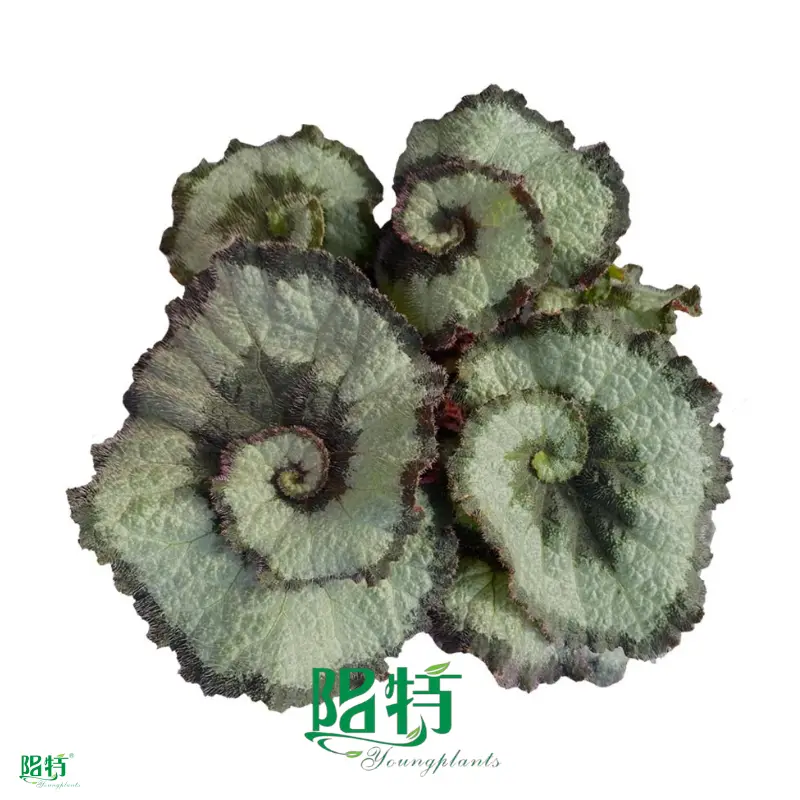Premium Rex Begonia Tissue Culture Plants - Vibrant Ornamental Varieties 1