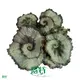 Premium Rex Begonia Tissue Culture Plants - Vibrant Ornamental Varieties 1
