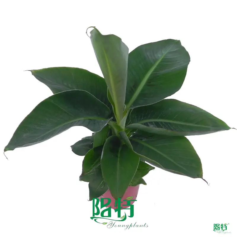 Live Musa Dwarf Cavendish Banana Plant - Tissue Culture Seedlings 1