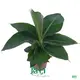 Live Musa Dwarf Cavendish Banana Plant - Tissue Culture Seedlings 1