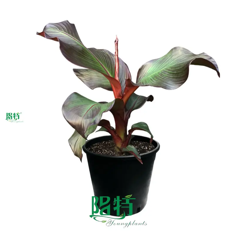 Red Abyssinian Banana Plant - Large, Colorful Foliage for Tropical Gardens 1