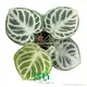 Anthurium Crystallinum 'Dorayaki' - Rare Heart-Shaped Leaf Plant 1