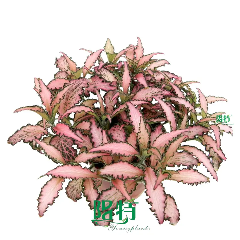 Fittonia Rosy Clouds Indoor Plant - Unique Tissue Culture Quality 1
