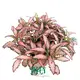 Fittonia Rosy Clouds Indoor Plant - Unique Tissue Culture Quality 1