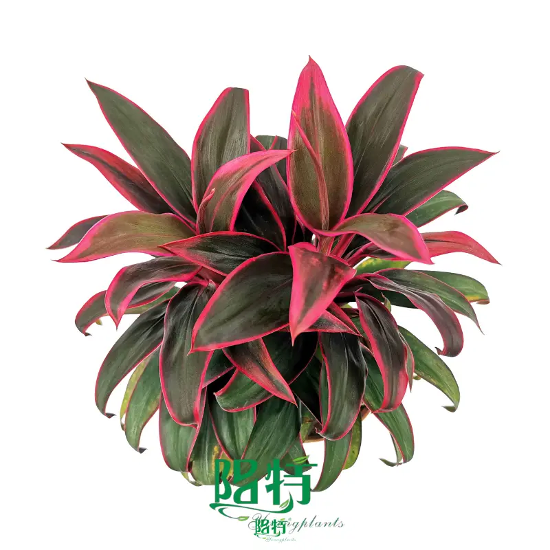 Cordyline Plant 'Doll' - Vibrant Leaves with Pink Edges, Easy Care! 1