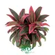 Cordyline Plant 'Doll' - Vibrant Leaves with Pink Edges, Easy Care! 1