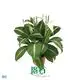 Wholesale Spathiphyllum Tissue Culture Plants - High Quality & Variety 1