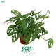 Monstera Deliciosa: Low-Maintenance Indoor Plant for Air Purification 1