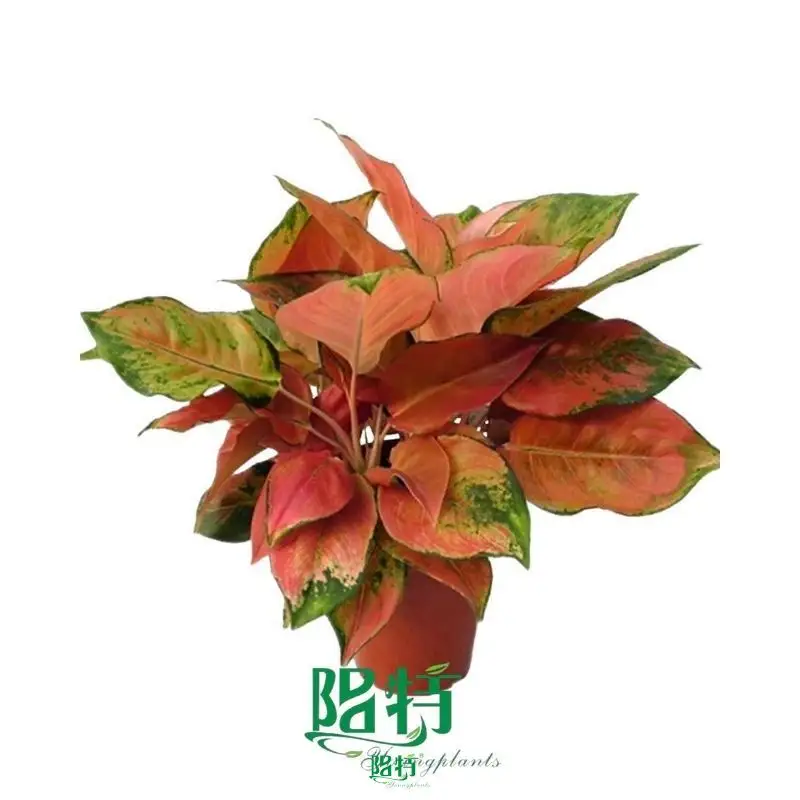 Colorful Aglaonema Spitfire Plant Supply 1