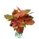 Colorful Aglaonema Spitfire Plant Supply 1
