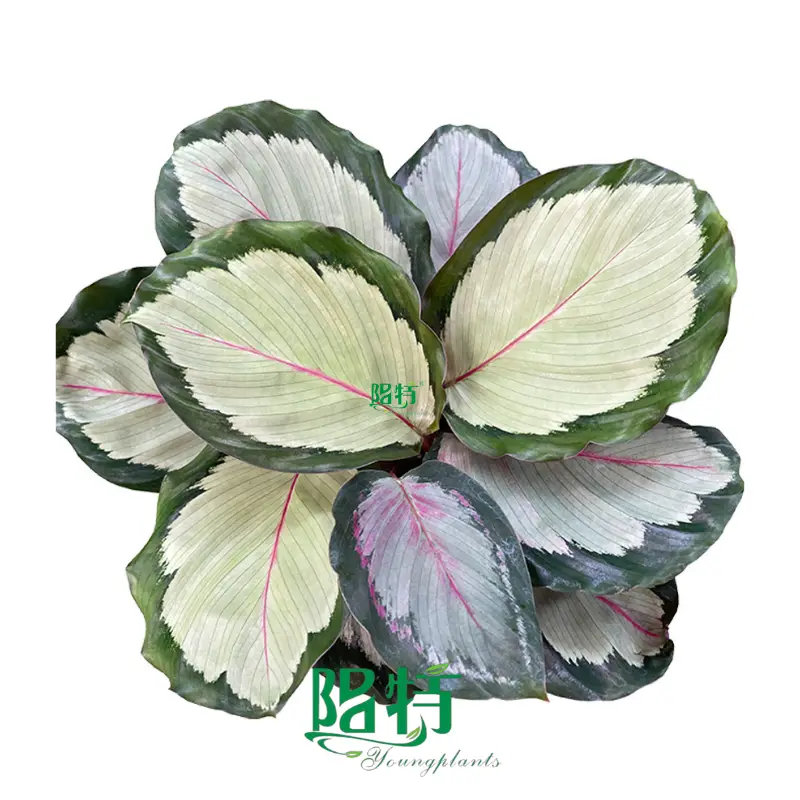 Wholesale Calathea Foliage Plants - High Quality Tissue Culture & Plug Plants 1