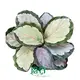 Wholesale Calathea Foliage Plants - High Quality Tissue Culture & Plug Plants 1